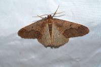 Phigaliohybernia marginaria