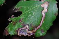 Stigmella aurella