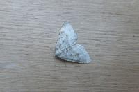 Colostygia multistrigaria