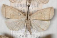 Herminia grisealis