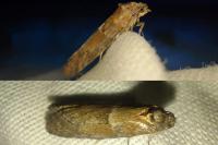 Tortricodes alternella