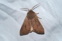 Orthosia cruda