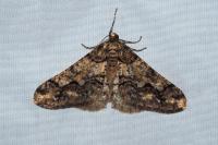 Agriopis leucophaearia