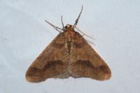 Phigaliohybernia marginaria
