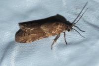 Tortricodes alternella