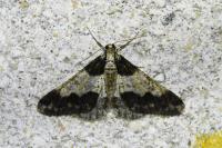 Agriopis leucophaearia
