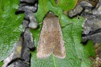 Orthosia cruda