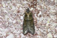 Tortricodes alternella