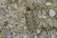 Agonopterix