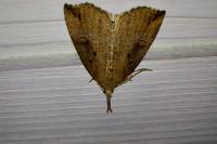 Hypena rostralis