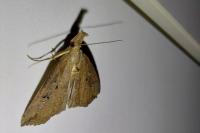 Hypena rostralis