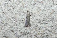 Phycitodes binaevella