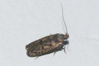 Hofmannophila pseudospretella