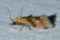 Aethes deaurana