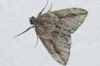 Thera cupressata