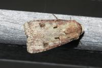 Agrotis exclamationis