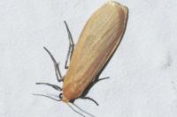 Wittia sororcula