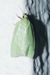 Tortrix viridana