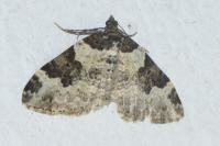 Xanthorhoe fluctuata