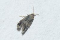 Stigmella