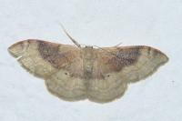 Idaea degeneraria