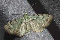 Pasiphila rectangulata