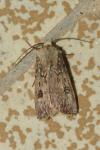 Agrotis puta