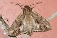 Apamea monoglypha