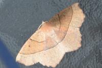 Gerinia honoraria