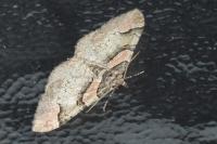 Catarhoe rubidata