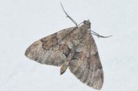 Thera britannica/obeliscata/variata