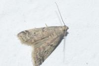 Ephestia elutella/woodiella