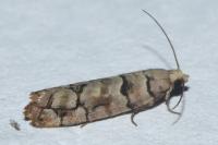 Pseudococcyx tessulatana