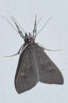 Mecyna asinalis