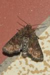 Oligia latruncula/strigilis/versicolor