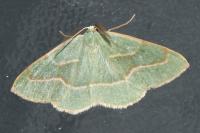 Hylaea fasciaria