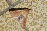 Mythimna vitellina