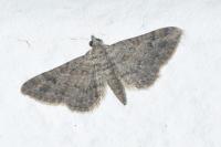 Gymnoscelis rufifasciata