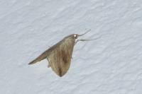 Evergestis forficalis