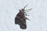 Acrobasis marmorea