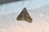 Agriopis leucophaearia