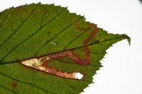 Stigmella aurella