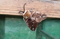 Endromis versicolora