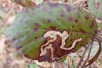 Stigmella aurella