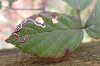 Stigmella aurella