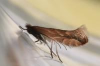 Phyllonorycter salictella