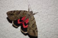 Catocala electa
