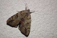 Catocala electa