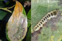 Phyllonorycter leucographella