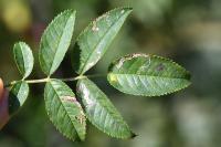 Stigmella anomalella